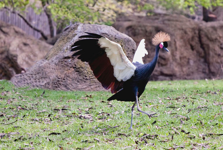 Prancinng fan bird s